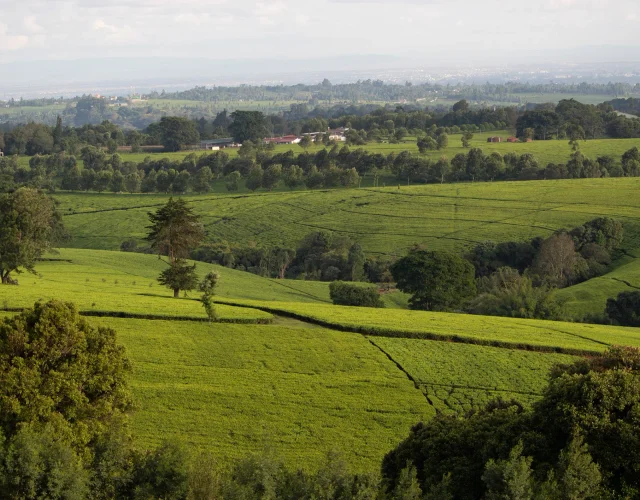 Green fields and scattered trees stretching toward a hazy horizon